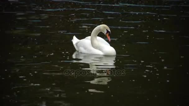 Swan plave na vodě a pak se schová hlavu pod křídlo — Stock video