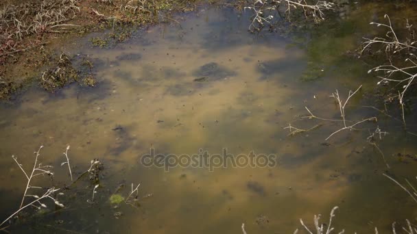 Small flies swirling over the water. — Stock Video