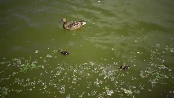 Canard colvert avec des poussins dans le lac — Video