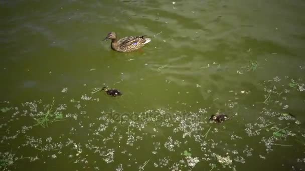 Stockente mit Küken im See — Stockvideo