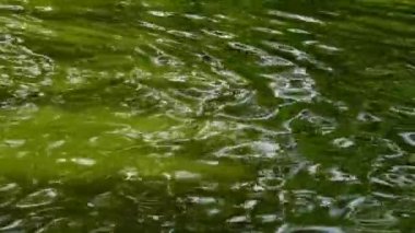 Yansıması (yeşil su üzerinde parlama), Askania-Nova, Ukrayna ağaçlar