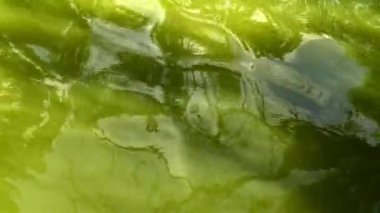 Yansıması (yeşil su üzerinde parlama), Askania-Nova, Ukrayna ağaçlar