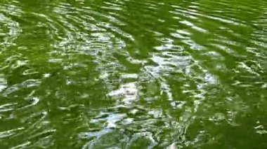 Yansıması (yeşil su üzerinde parlama), Askania-Nova, Ukrayna ağaçlar