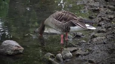 Bir gri kaz Gölü yüzüyor; Yansıma su, Askania-Nova, Ukrayna