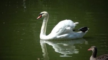 Kuğu yüzer su yansıma su, Askania-Nova