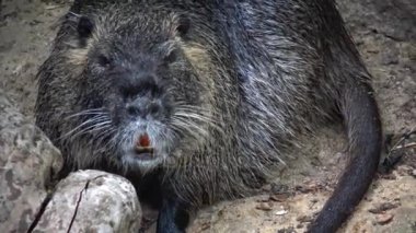 Ayrıca nehir sıçan veya eğitimin olarak bilinen coypu (Myocastor adatavşanları),