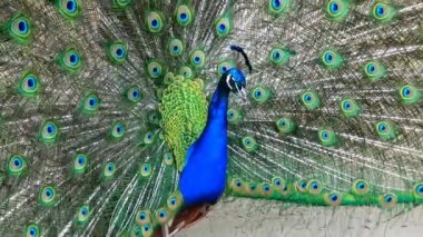 Hint tavuskuşu veya mavi tavus, tavus kuşu (Pavo cristatus)