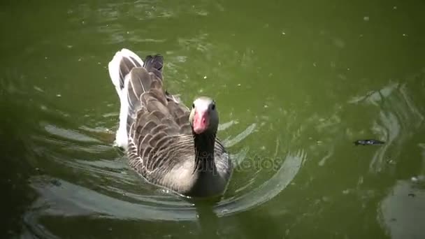 Seekor angsa abu-abu berenang di sepanjang danau; Refleksi di dalam air, Askania-Nova, Ukraina — Stok Video