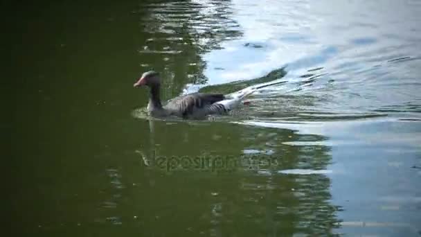По озеру плавает серый гусь; Отражение в воде, Аскания-Нова, Украина — стоковое видео