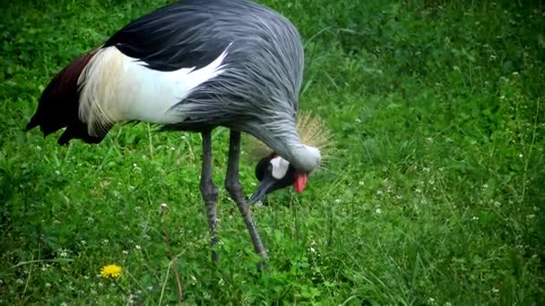 Crowned crane (Balearica pavonina) eats, Askania-Nova — Stock Video