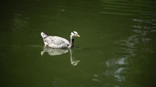 Gebirgsgans (Stockente oder Wildente) (anser indicus) schwimmt auf dem Wasser, Spiegelung und Blendung — Stockvideo