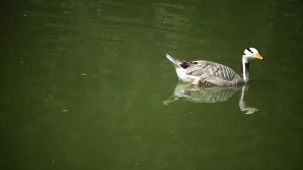 Ganso de montaña (El ánade real o pato salvaje) (Anser indicus) flota sobre el agua, el reflejo y el resplandor — Vídeo de stock