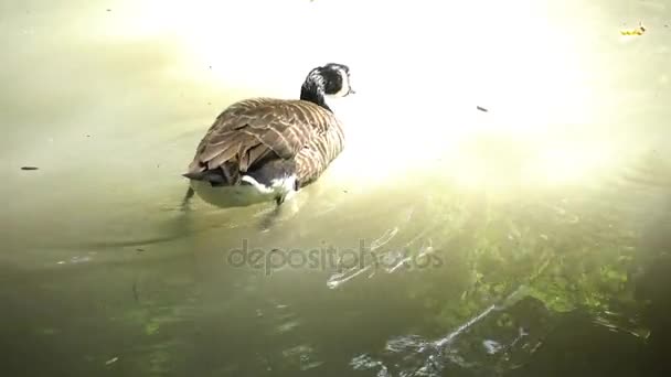 Brant unosi się na wodzie, odbicia w wodzie, Askania Nova — Wideo stockowe