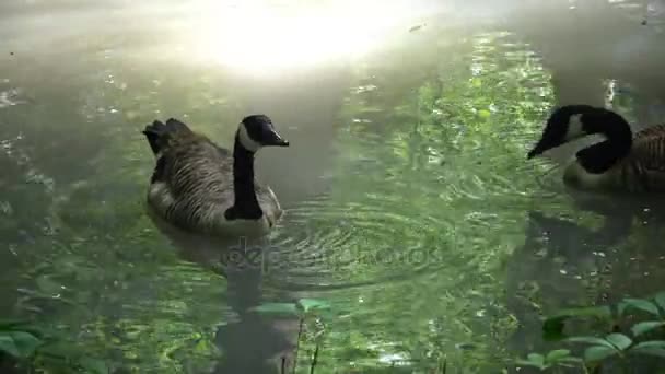 Brant floats on the water, reflection in the water, Askania-Nova — Stock Video