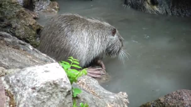 De beverrat (Myocastor coypus), ook bekend als de rivier rat of nutria 's — Stockvideo