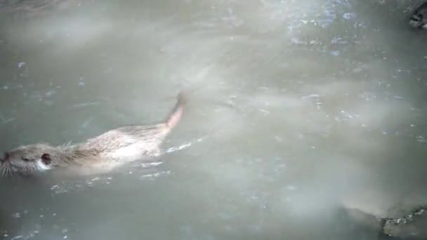 El coypu (Myocastor coypus), también conocido como la rata del río o nutria — Vídeos de Stock