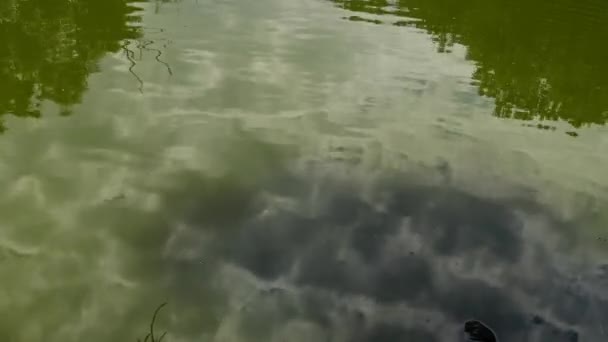 Riflessione di nuvole, alberi, uccelli nell'acqua, abbagliamento sull'acqua, Askania-Nova — Video Stock