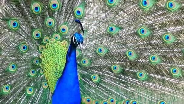 O pavão indiano ou pavão azul, pavão (Pavo cristatus ) — Vídeo de Stock