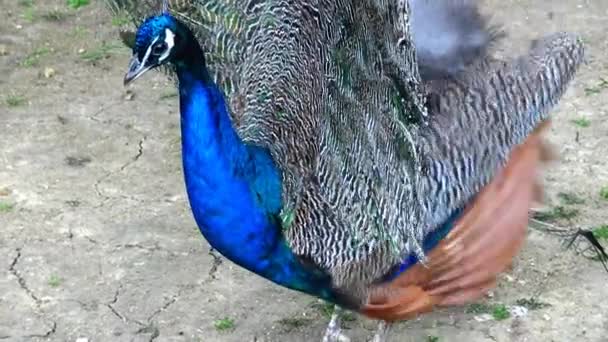 O pavão indiano ou pavão azul, pavão (Pavo cristatus ) — Vídeo de Stock