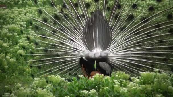 De Indiase Pauw of blauwe pauw, Pauw (Pavo cristatus) — Stockvideo