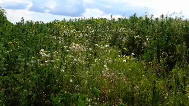 Hierbas silvestres croar en el viento contra el cielo, Askania-Nova — Vídeos de Stock