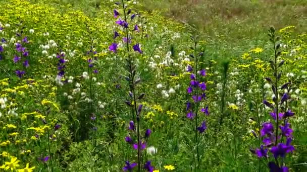 Herbes sauvages croissent dans le vent contre le ciel, Askania-Nova — Video