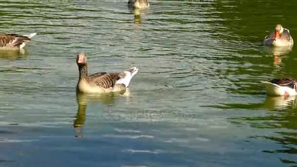 Šedá Husa plave podél jezera; Odraz ve vodě, Askania Nova — Stock video
