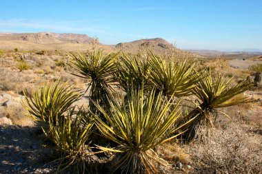 Avize ağacı dağlarda, Joshua Tree Np