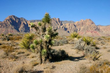 Avize ağacı dağlarda, Joshua Tree Np