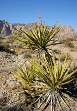 Avize ağacı dağlarda, Joshua Tree National Park