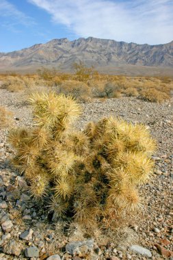 Cholla kaktüs Bahçe Joshua tree national park, California