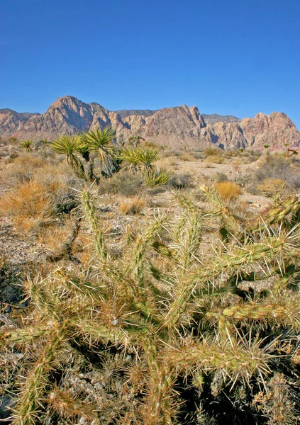 Cactus sur le fond des montagnes, Arizona — Photo