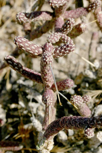 Tallos redondos marrones de nopal espinoso — Foto de Stock