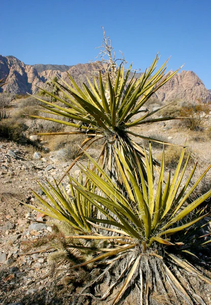 Yucca strom v horách, Joshua Tree National Park — Stock fotografie