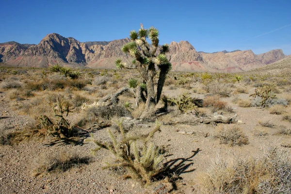 Avize ağacı dağlarda, Joshua Tree National Park