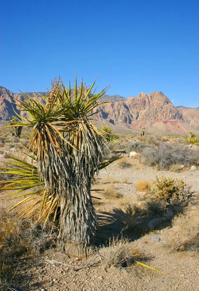 Árbol de Yucca en las Montañas, Joshua Tree NP —  Fotos de Stock