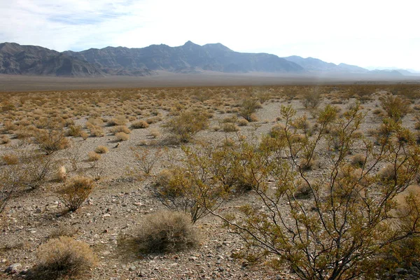 Φυτά σε ξηρά έρημο ενάντια στο σκηνικό των βουνών — Φωτογραφία Αρχείου