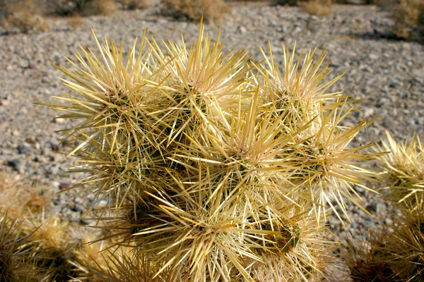 Jardim do cacto do Cholla no parque nacional da árvore de Joshua, Califórnia — Fotografia de Stock