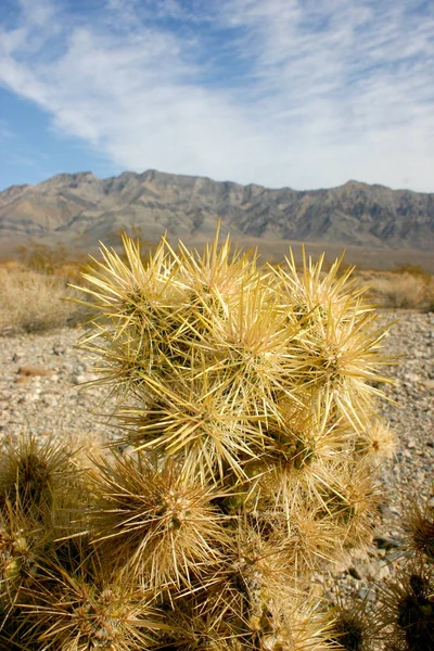 Cholla kaktüs Bahçe Joshua tree national park, California