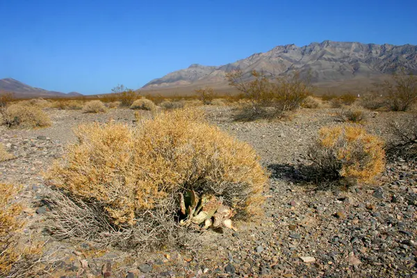 Plantes dans le désert sec sur fond de montagnes en Amérique, Arizona — Photo