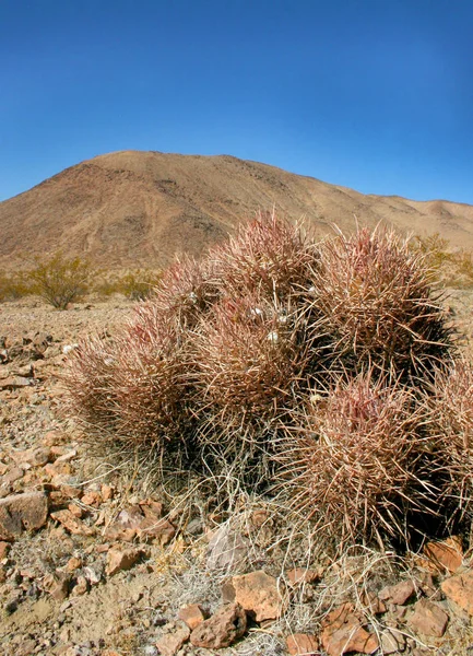 Felinocactus polyhalus, многоголовый кактус — стоковое фото