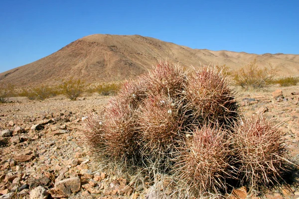 Echinocactus polycephalus, Cottontop kaktüs, çok başlı varil 