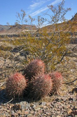 Echinocactus polycephalus, Cottontop kaktüs, varil kaktüs çok başlı