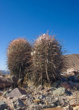 Echinocactus polycephalus, Cottontop kaktüs, varil kaktüs çok başlı, Cannonball kaktüs dağlar, Arizona, Death Valley, ABD