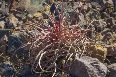 Echinocactus polycephalus, Cottontop kaktüs, varil kaktüs çok başlı