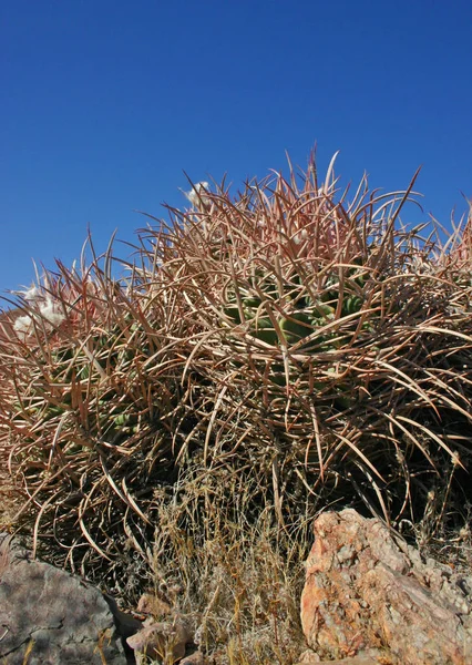 Echinocactus polycephalus, Cottontop Cactus, Cactus barril de muitas cabeças — Fotografia de Stock