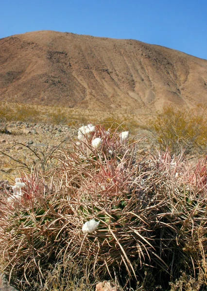 Echinocactus polycephalus, Cottontop Cactus, Многоголовый Barrel Cactus — стоковое фото