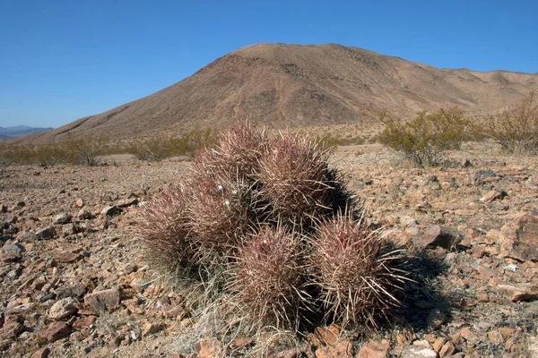 Echinocactus polycephalus, Cottontop kaktüs, varil kaktüs çok başlı