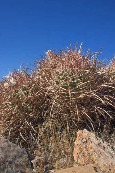 Echinocactus polycephalus, pinčí kaktus, mnohohlavé Barrel cactus — Stock fotografie