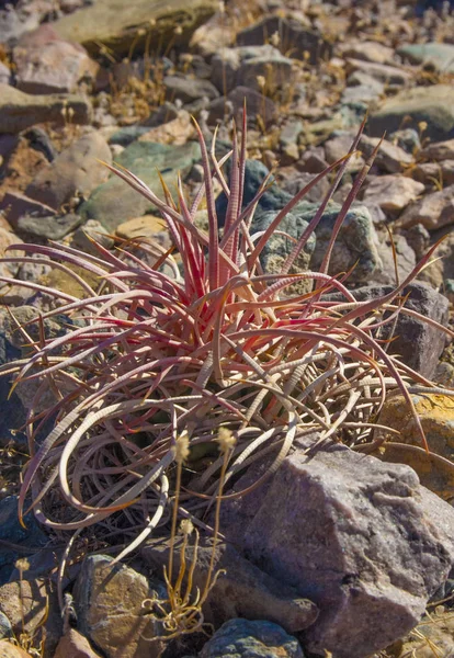 Echinocactus polycephalus, Cottontop Cactus — стокове фото